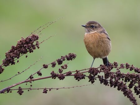 Stonechat, Saxicola rubicola, single female on branch, Warwickshire, November 2019の写真素材
