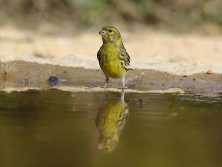 Serin, Serinus serinus,  single bird by water, Spain, January 2020