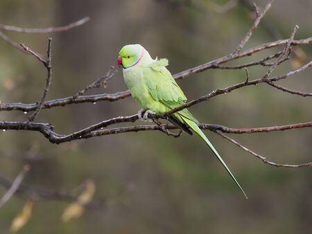 Ring-necked parakeet, Psittacula krameri, single bird on branch, London, December 2019