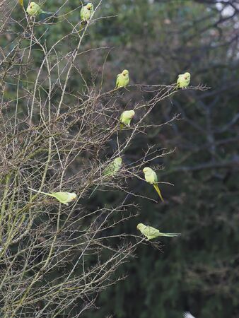 Ring-necked parakeet, Psittacula krameri, Group of birds, London, December 2019