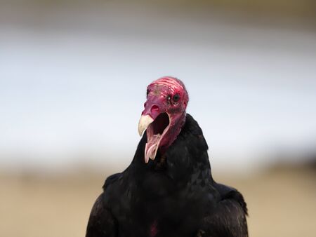 Turkey vulture, Cathartes aura,  Single bird head shot, Baja California, Mexico, January 2020の写真素材