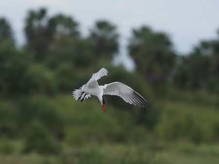 Caspian tern, Sterna caspia,  Single bird in flight, Baja California, Mexico, January 2020