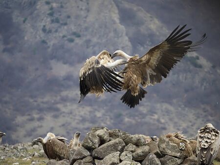 Griffon vulture, Gyps fulvus, two birds fighting, Bulgaria, February 2020