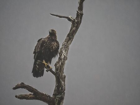 Golden eagle, Aquila chrysaetos, single bird on tree, Bulgaria,February 2020