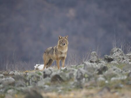 European jackal, Canis aureus moreoticus, single mammal, Bulgaria, February 2020