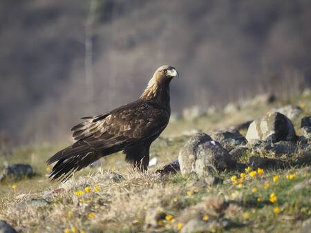 Golden eagle, Aquila chrysaetos, single bird on ground, Bulgaria, february 2020
