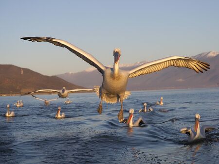 Dalmatian pelican, Pelecanus crispus, single bird in flight, Greece, February 2020の写真素材