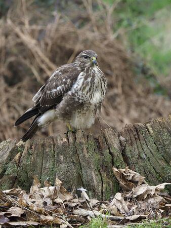 Common buzzard, Buteo buteo, single bird on stump, Warwickshire, February 2020の写真素材