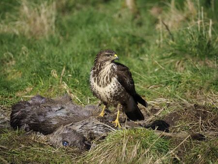 Common buzzard, Buteo buteo, single bird on Roe deer carcass, Warwickshire, February 2020