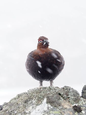 Red grouse, Lagopus lagopus scoticus, single male in snow storm on wall,  Scotland, March 2020