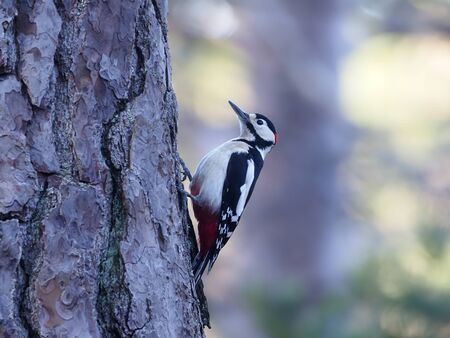 Great-spotted woodpecker, Dendrocopos major, single male on branch,  Scotland, March 2020 の写真素材