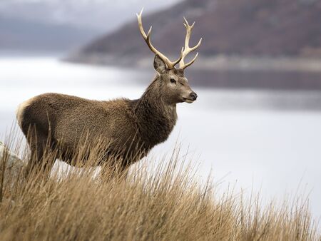 Red deer, Cervus elaphus, single male by water,  Scotland, March 2020の写真素材