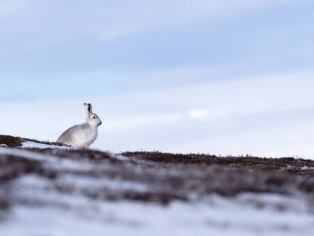 Mountain hare, Lepus timidus, single white hare in snow,           Scotland, March 2020 の写真素材
