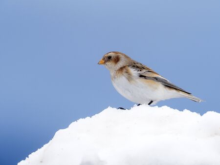 Snow bunting, Plectrophenax nivalis, single bird in snowの写真素材