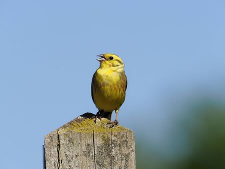 Yellowhammer, Emberiza citrinella, single male singing on post, warwickshire, June 2020の写真素材