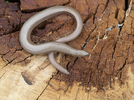 Slow worm, Anguis fragilis, single reptile on log, Warwickshire, July 2020