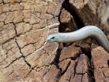 Slow worm, Anguis fragilis, single reptile on log, Warwickshire, July 2020