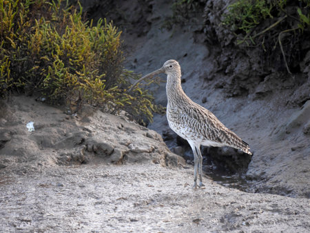 Curlew, Numenius arquata, single bird on mud, Norfolk, October 2020の写真素材