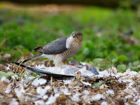 Eurasian Sparrowhawk, Accipiter nisus, single male on dead Wood pigeon, Norfolk, April 2021の写真素材