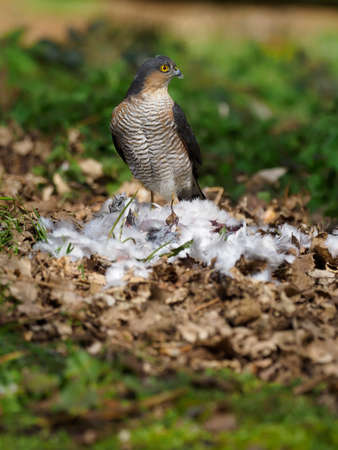 Eurasian Sparrowhawk, Accipiter nisus, single male on dead Wood pigeon, Norfolk, April 2021の写真素材