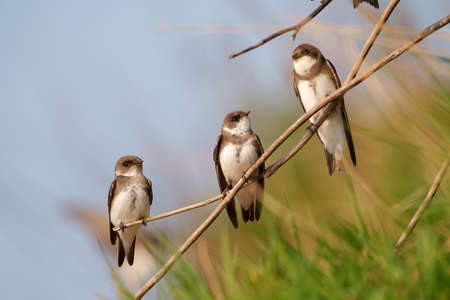 Sand martin, Riparia riparia, three birds on branch, Worcestershire, May 2021の写真素材