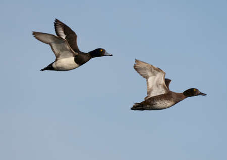 Tufted duck, Aythya fuligula, male and female in flight, Warwickshire, April 2021の写真素材