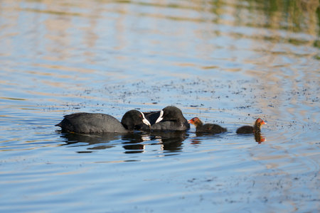 Coot, Fulica atra, fmaily group on water, Warwickshire, May 2021の写真素材