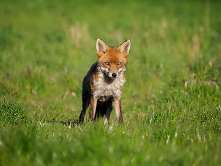 Red fox, Vulpes vulpes. single mammal on grass, Essex, April 2021