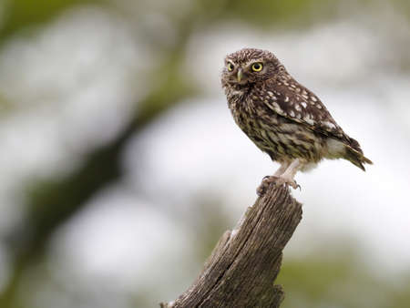 Little owl, Athene noctua, single bird on post, Worcestershire, May 2021の写真素材