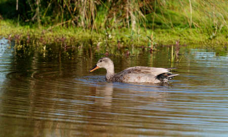 Gadwall, Mareca strepera, single female on water, Worcestershire, May 2021の写真素材