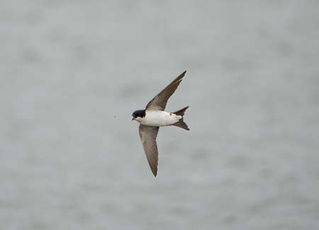 House martin, Delichon urbicum, single bird in flight, Worcestershire, May 2021の写真素材