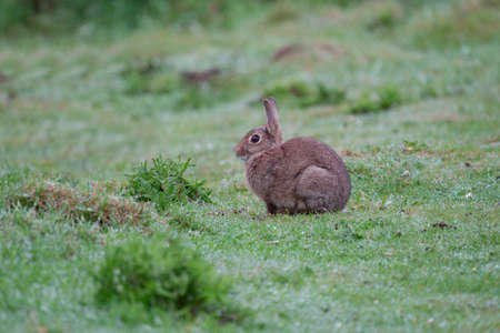 Rabbit, Oryctolagus cuniculus, single mammal on grass
