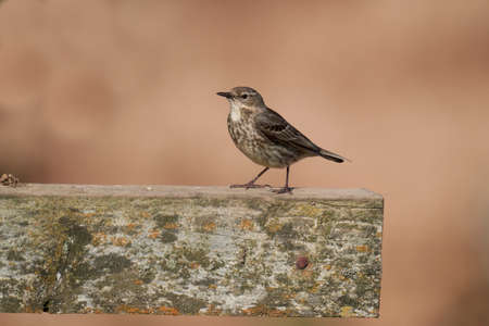 Rock pipit, Anthus petrosus, single bird on fence, Pembrokeshire, June 2021