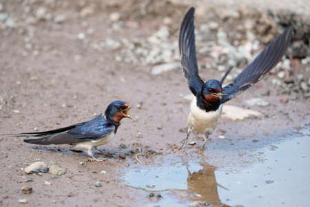 Swallow, Hirundo rustica, two birds collecting mud, Pembrokeshire, June 2021の写真素材