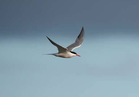 Common tern, Sterna hirundo, single bird in flight, Wales, June 2021