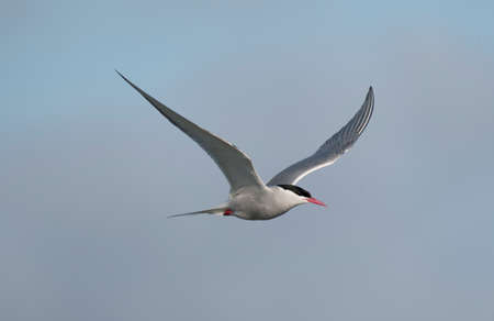 Arctic tern, Sterna paradisaea, single bird in flight, Wales, June 2021