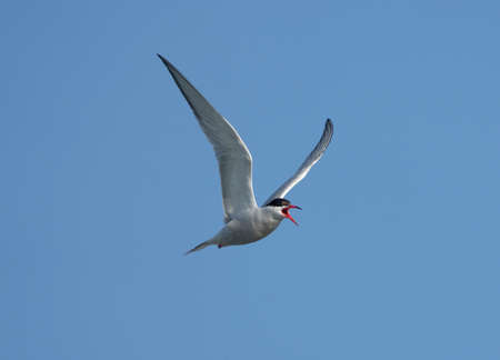 Common tern, Sterna hirundo, single bird in flight, Wales, June 2021