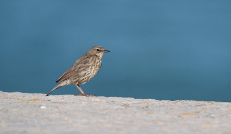 Rock pipit, Anthus petrosus, single bird on rock, Wales, June 2021の写真素材