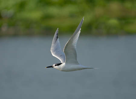 Sandwich tern, Sterna sandvicensis, single bird in flight, Wales, June 2012