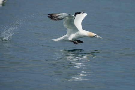 Gannet, Morus bassanus, single bird in flight, Yorkshire, U.K., July 2021