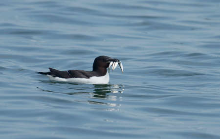 Razorbill, Alca torda, Single bird on water, Yorkshire, U.K., July 2021の写真素材