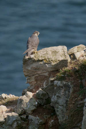 Peregrine, Falco peregrinus, Single juvenile on cliff, Yorkshire, U.K., July 2021の写真素材