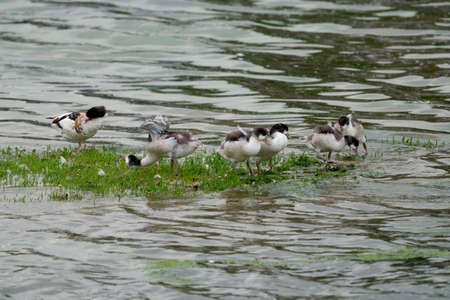 Common shelduck, Tadorna tadorna, adult with young birds by sea, Cornwall, July 2021
