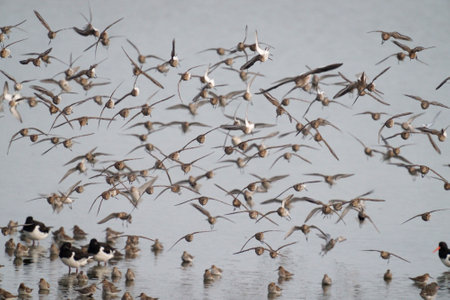 Dunlin, Calidris alpina, flock in flight, Norfolk, September 2021の写真素材