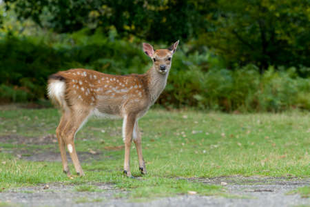 Sika deer, Cervus nippon, single female deer, Knole, Kent, September 2021の写真素材