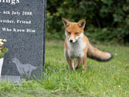 Red fox, Vulpes vulpes, single mammal in churchyard, October 2021の写真素材