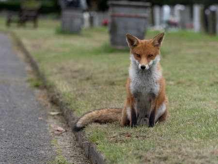 Red fox, Vulpes vulpes, single mammal in churchyard, October 2021
