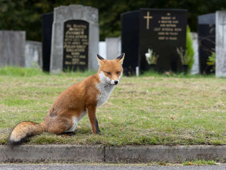 Red fox, Vulpes vulpes, single mammal in churchyard, October 2021の写真素材