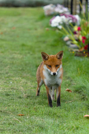 Red fox, Vulpes vulpes, single mammal in churchyard, October 2021の写真素材