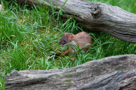 Stoat, Mustela erminea, Single mammal, Captive, October 2021